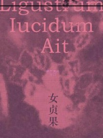 女贞果